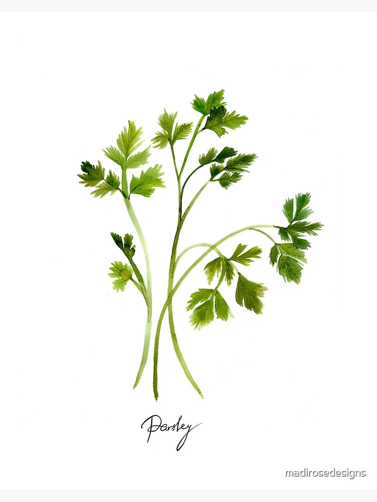 Parsley store Watercolor Print