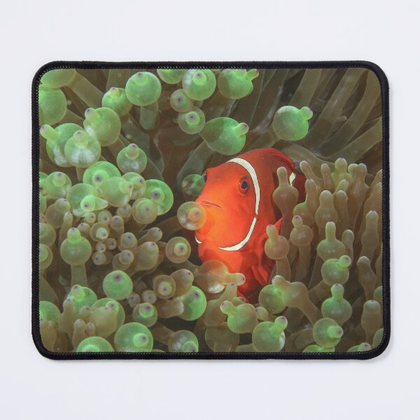 Item preview, Spinecheek Anemonefish designed and sold by Mark Rosenstein.