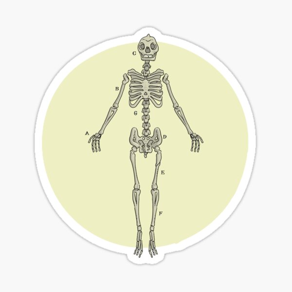 Batrachian Anatomical figure Sticker
