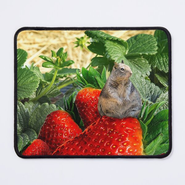 Item preview, Small Ground Squirrel Finds Giant Strawberry Patch and Overeats designed and sold by CarolM.