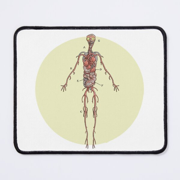 Item preview, Batrachian Anatomical figure designed and sold by Ailantd.