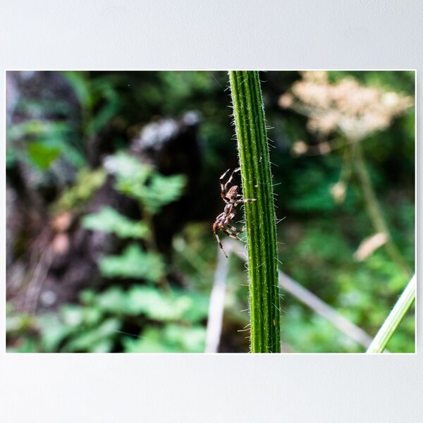 Item preview, Macro image of a spider on the hiking trail designed and sold by CanadianWild418.