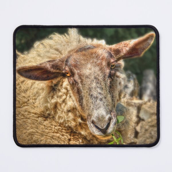 Item preview, Sheepish Looks designed and sold by Viv Thompson Photography .