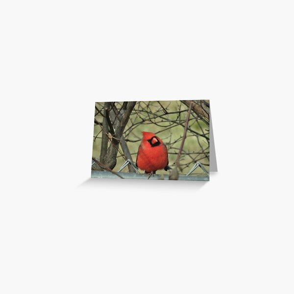Springtime Northern Cardinal Greeting Card