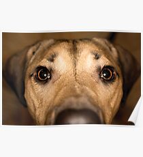 Best Friends Eyes Poster