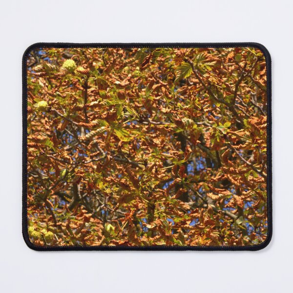 Item preview, Autumn Leaves - Aesculus - Buckeyes / Horse-chestnuts Tree - English Gardens designed and sold by LucaRocchini.