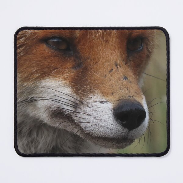 Item preview, Wild Red Vixen Fox  designed and sold by francophotos.