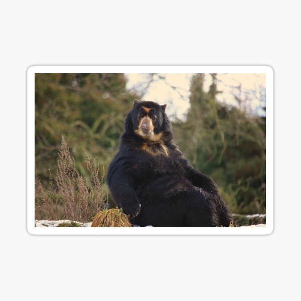 Spectacled Bear Posing For A Shot Sticker
