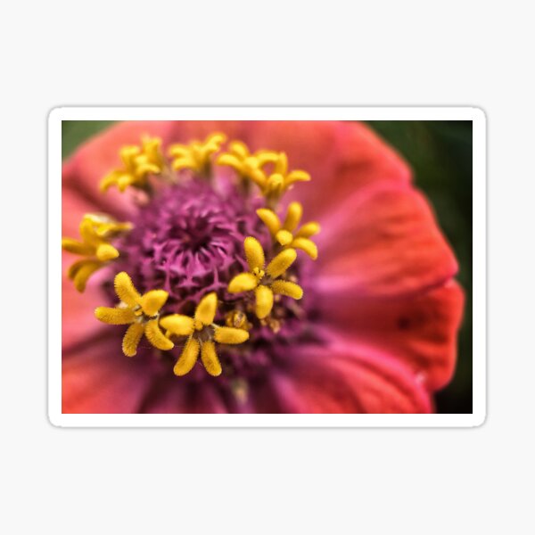 Aperçu de l'œuvre Zinnia créée et vendue par Jason Tompkins.