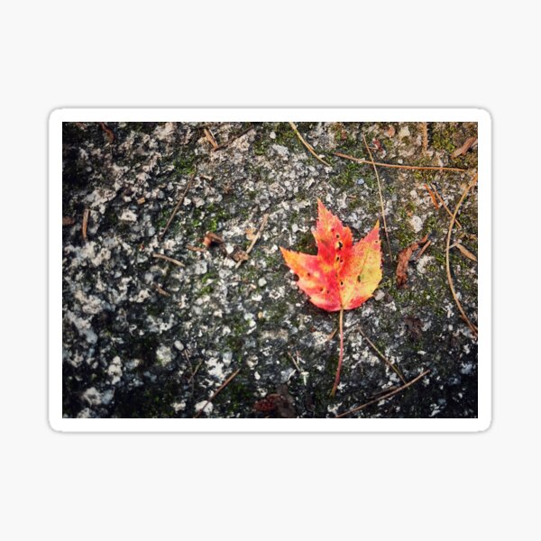Aperçu de l'œuvre Un peu d'automne créée et vendue par Jason Tompkins.