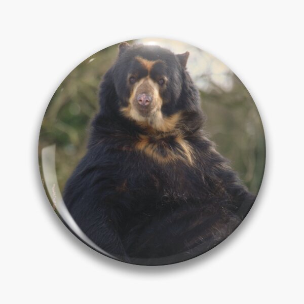 Item preview, Spectacled Bear Posing For A  Shot designed and sold by francophotos.