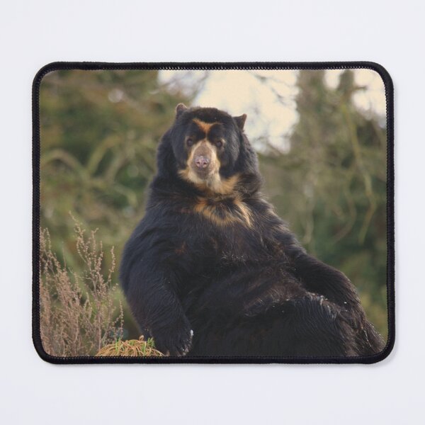 Item preview, Spectacled Bear Posing For A Shot designed and sold by francophotos.