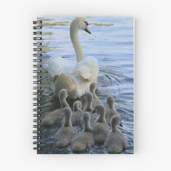 Item preview, Mother Swan And Cygnets designed and sold by francophotos.