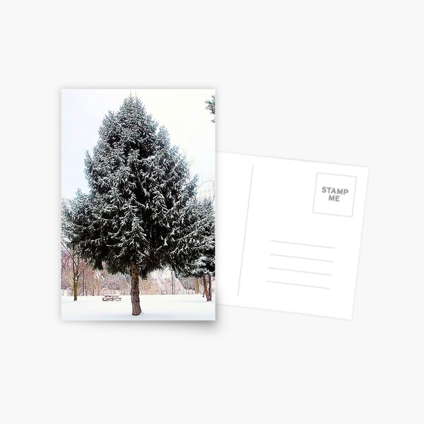 Evergreens and Snow 3: Christmas tree outdoors. Postcard