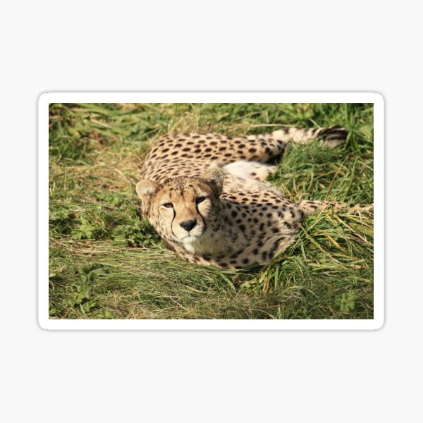 Alert Young Male Cheetah Sticker