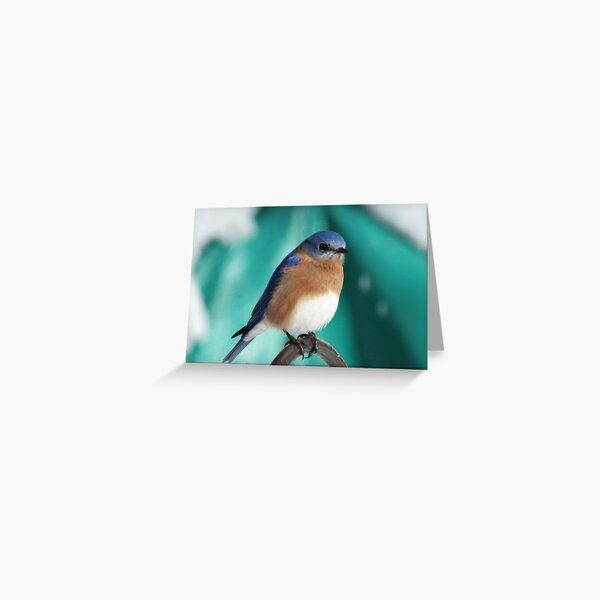 Male Eastern Bluebird Greeting Card