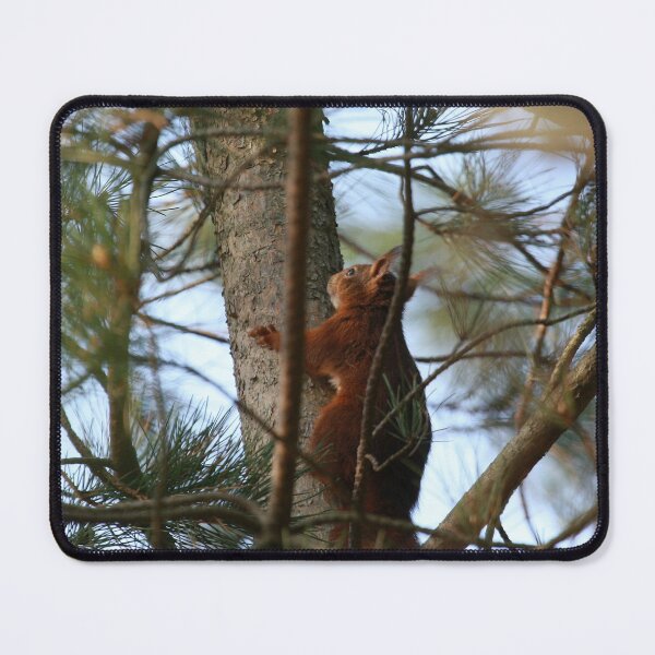 Item preview, Cute Young Red Squirrel designed and sold by francophotos.
