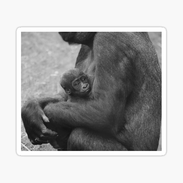 Western Lowland Baby Gorilla Sticker