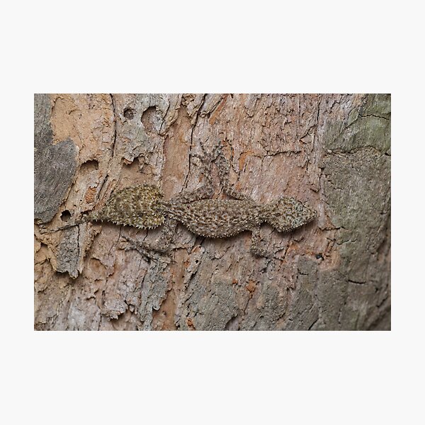 Southern Leaf-tailed Gecko Photographic Print