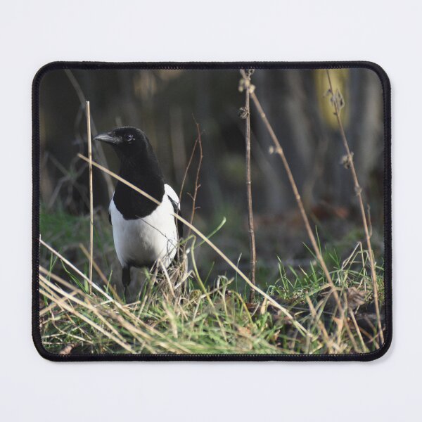 Item preview, Curious magpie designed and sold by Alison Stevens.