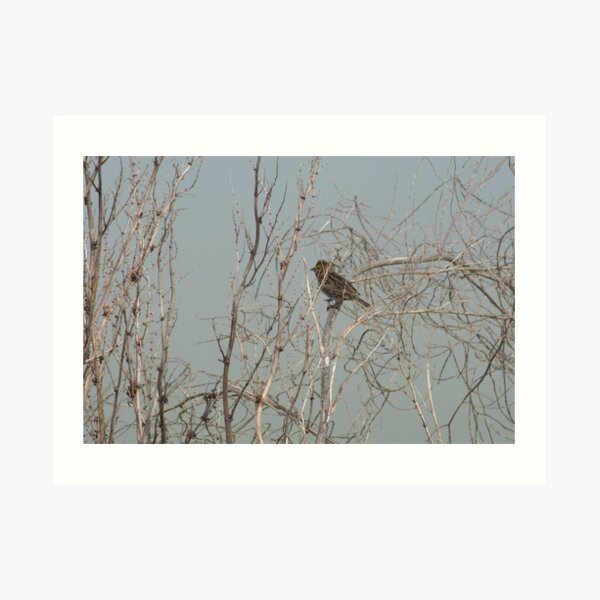 Small Bird in Shrub Art Print