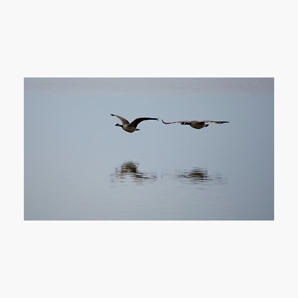 Canada Geese in Flight Photographic Print