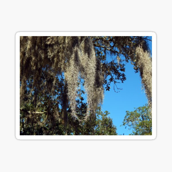 Item preview, Spanish Moss on a Clear Fall Day designed and sold by gistinker.