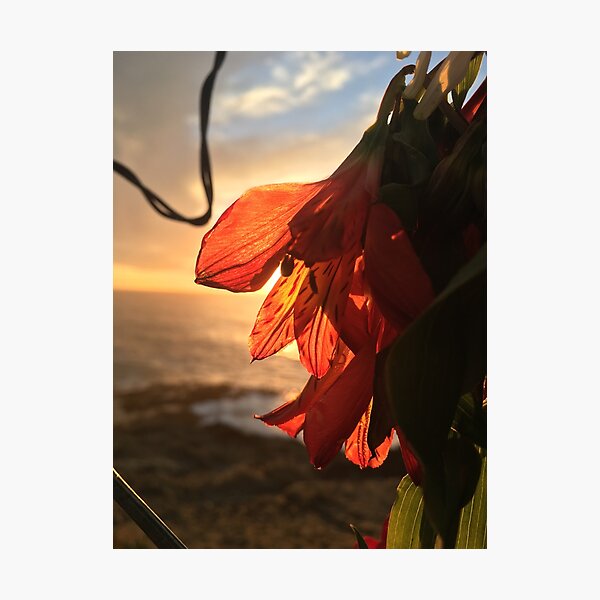 Item preview, the sunset was swallowed by a flower designed and sold by Anna Barrett.