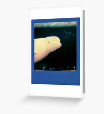 Beluga Greeting Card