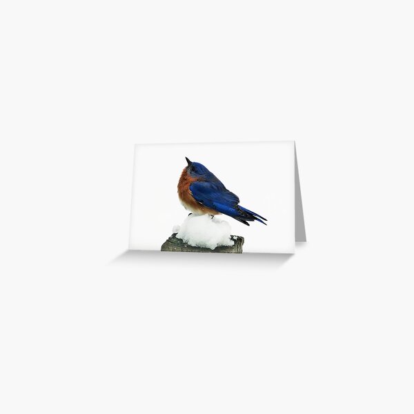 Eastern Male Bluebird on Snow Greeting Card
