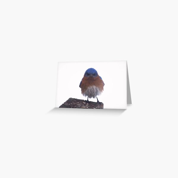 Grumpy Eastern Bluebird Greeting Card