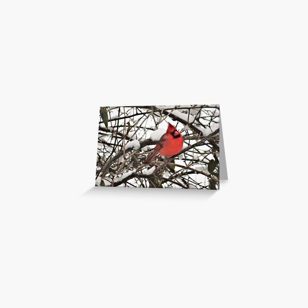 Northern Cardinal in snow on the Concord River Greeting Card