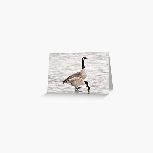 Canadian Geese on the Concord River Greeting Card