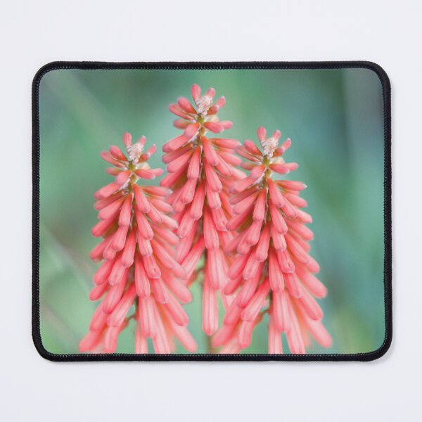 Item preview, Kniphofia Red Hot Pokers Flowers designed and sold by Alisonchambers2.