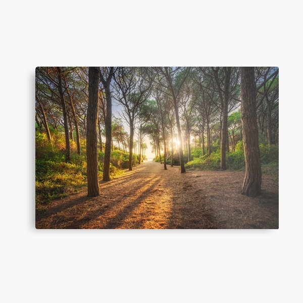 Pine trees, beach and sea. Marina di Cecina, Tuscany, Italy Metal Print