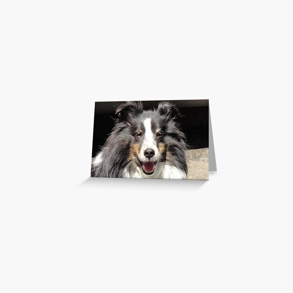 Sparky, the coolest Sheltie that ever lived! Greeting Card