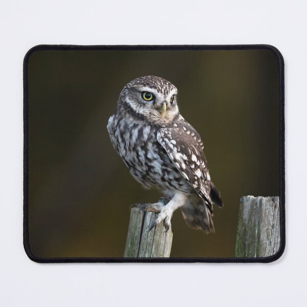 Item preview, Little Owl designed and sold by RedGrouse.