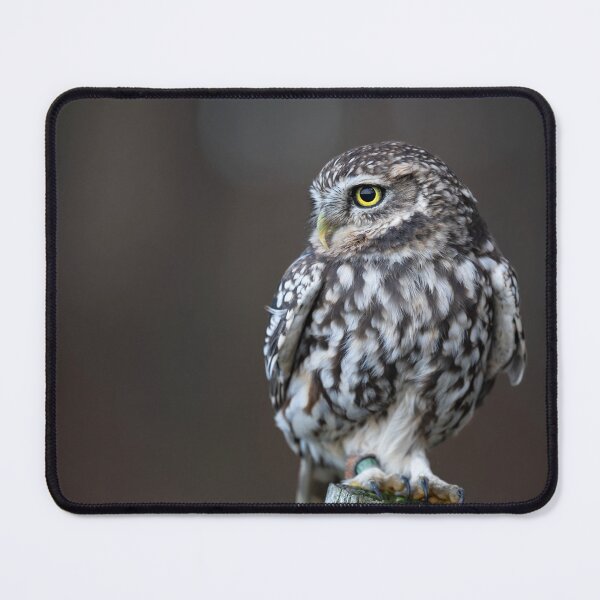 Item preview, Little Owl designed and sold by RedGrouse.