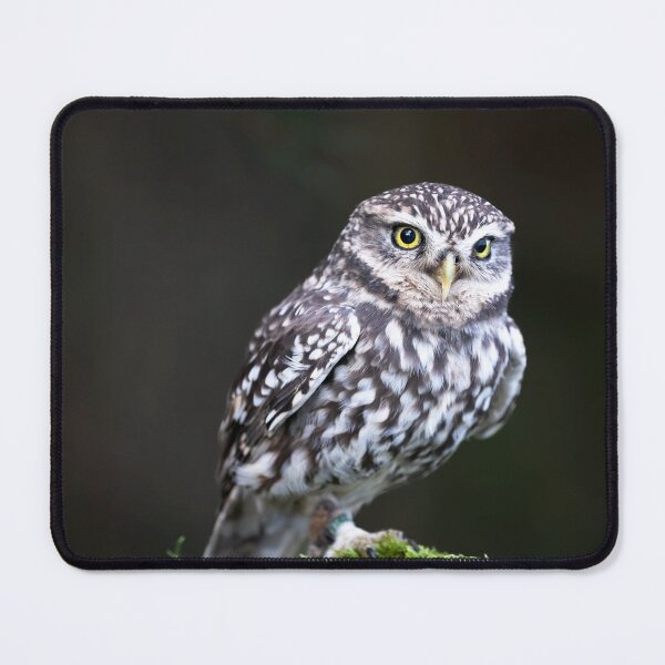 Item preview, Little Owl designed and sold by RedGrouse.