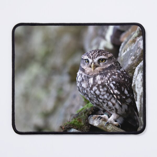Item preview, Little Owl designed and sold by RedGrouse.