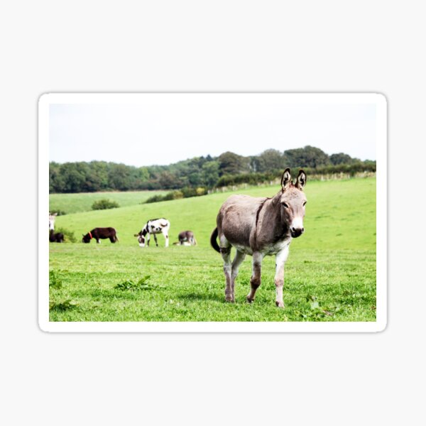 Donkey walking in a field Sticker