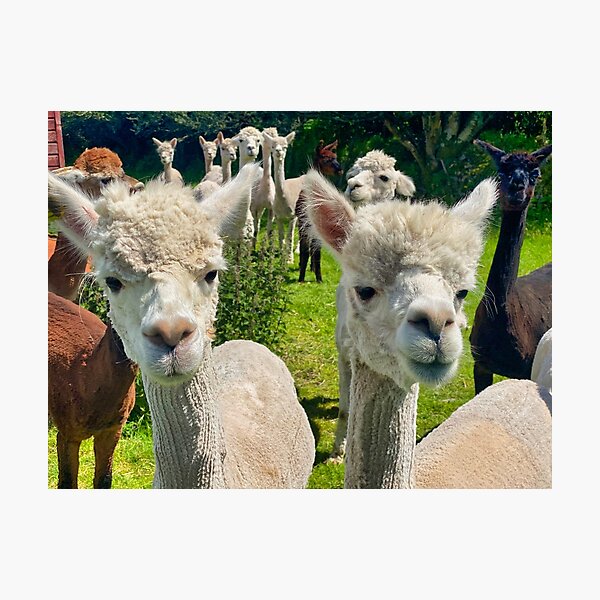 Item preview, Alpacas designed and sold by leonwoods.