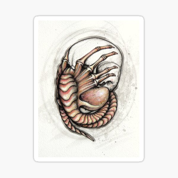 Item preview, Skullhugger designed and sold by A Curious Bestiary.