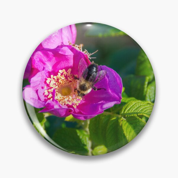 Item preview, Bee On A Beach Rose designed and sold by Debra Martz.
