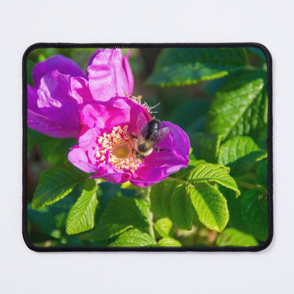 Item preview, Bee On A Beach Rose designed and sold by Debra Martz.