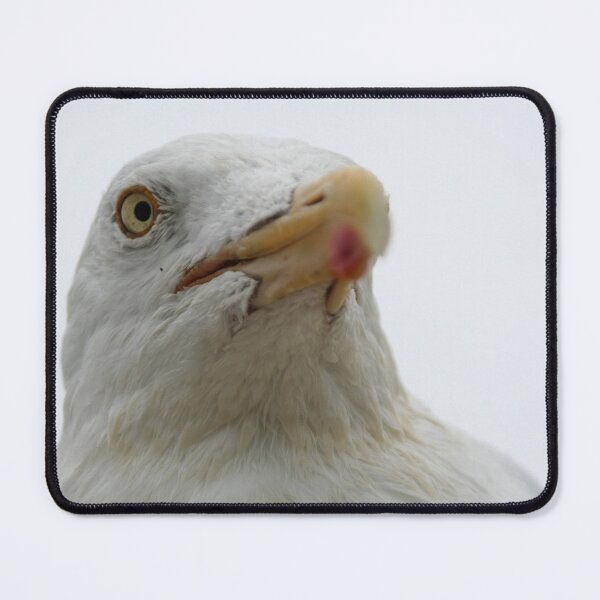 Item preview, European Herring Gull designed and sold by Calidris Fotografie Steffi & Ben Köppler.