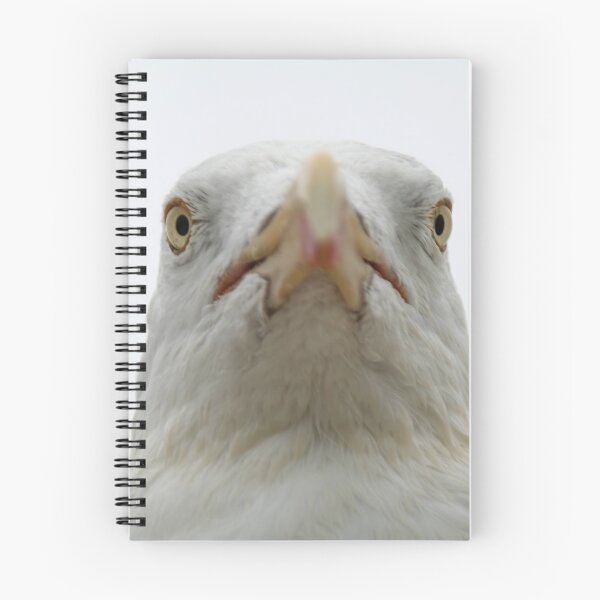 Item preview, European Herring Gull designed and sold by Calidris Fotografie Steffi & Ben Köppler.