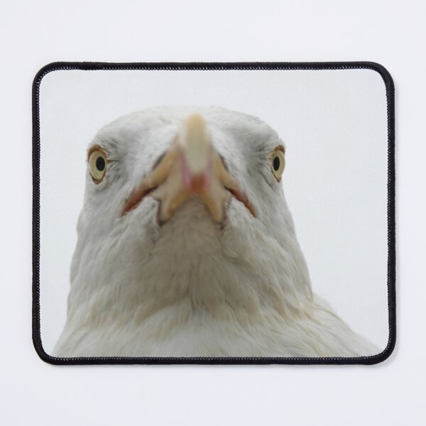 Item preview, European Herring Gull designed and sold by Calidris Fotografie Steffi & Ben Köppler.