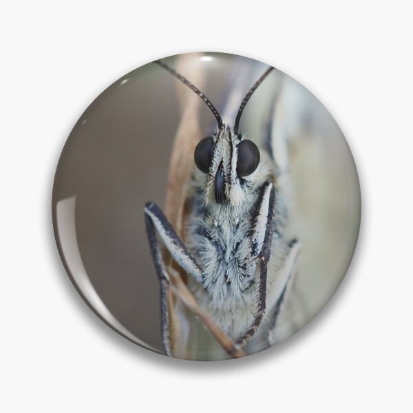Item preview, Close-up front view of a butterfly designed and sold by Syr'photographies.