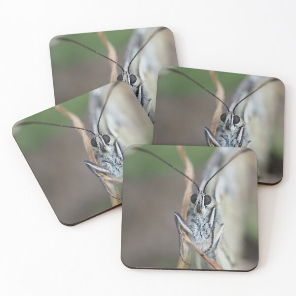 Item preview, Close-up front view of a butterfly designed and sold by Syr'photographies.